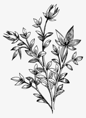 Drawn Leaves Transparent - Drawing Flower And Leaves