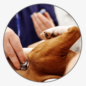 Dog Donate 2 - Dog