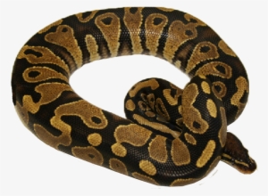 Yellowbellys - Pythons