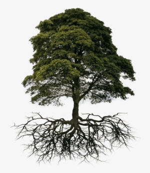 Sycamores Tree - Tree And Root Png