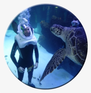 Sea Trek Bubbles Attract Turtle - Underwater