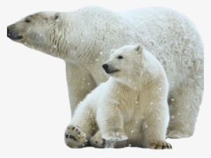 polar bear png transparent images - polar bear images png