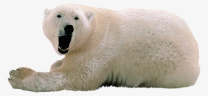 Polar White Bear Png - Polar Bear Transparent Background
