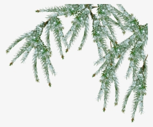 Free Snow Tree Png - Pine Branch Transparent
