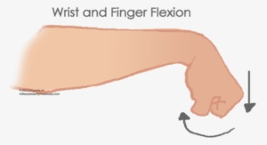 Wrist And Finger Flexion 1 - Wrist Flexion Finger Flexion