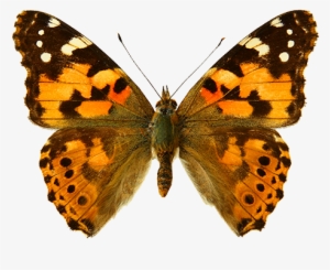 Sin Embargo, La Delicada Belleza De Las Alas De Mariposa - Painted Lady Butterfly
