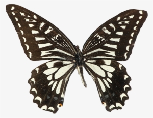 Sin Embargo, La Delicada Belleza De Las Alas De Mariposa - Papilio Xuthus