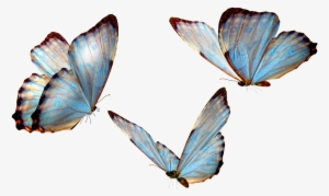 Vivid Mariposa Transparente Png Decorativo Pintado - Real Life Cute Blue Butterfly
