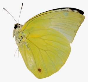 Las Mariposas Obtienen Sus Colores De Dos Fuentes Diferentes - Tipos De Mariposas Amarillas