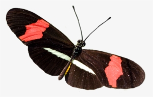 Mariposa De La Especie Heliconius Eratus Petiverana - Mariposa Heliconius Erato