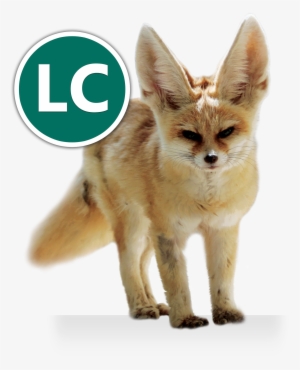 Fennec Fox Icon Conservation - Volpe Bianca Del Deserto