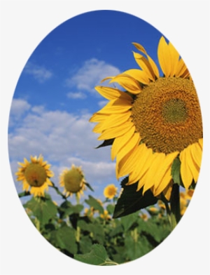 Send Flowers - Happy Birthday Sunflower