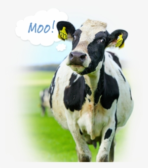 Dairy Cow - Dairy Cows Australian