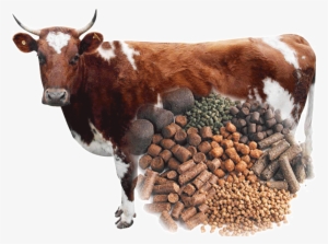 Cattle Feed Pellets - Cattle Feed
