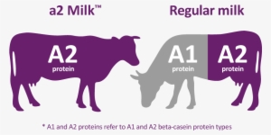 Most Cows' Milk Brands Today Contain A Mix Of Both - A2 Milk