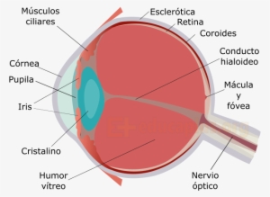 El Nervio Óptico Es El Encargado De Transmitir Los - Diagram