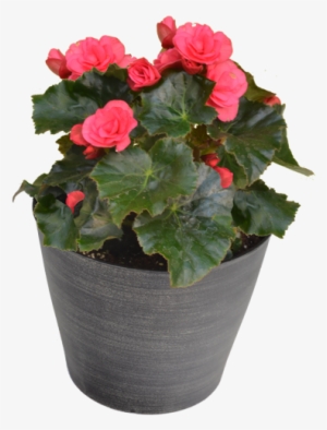 Designer Begonia - Flowerpot