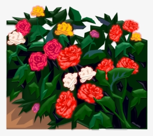 Begonia