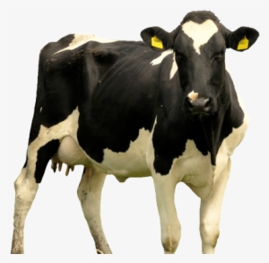 Cow Dairy Rp - Cattle