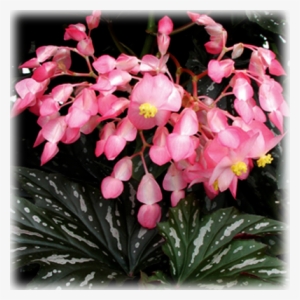 Begonia "lady Vanderbilt" Dragon Wing - Cane Begonia Sophie Cecile