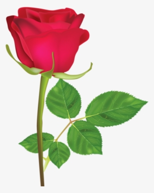 Rosa Roja Png - Imagen De Una Sola Flor