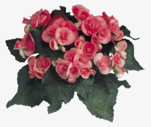 Begonia Elatior - Garden Roses