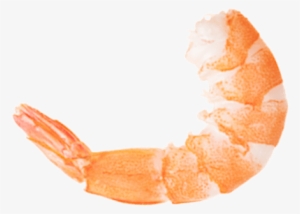 Camarón - Shrimp .png