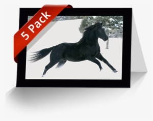 5 Pack Horse Greeting Cards 5 Pack Horse Greeting Cards - Horse Greeting Card
