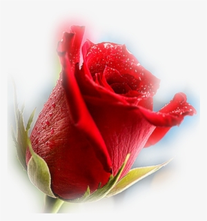 La Rosa Roja - Цветок На Прозрачном Фоне