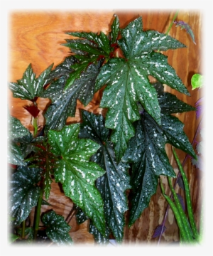 Wild Things Grow - Begonia Lady Vanderbilt