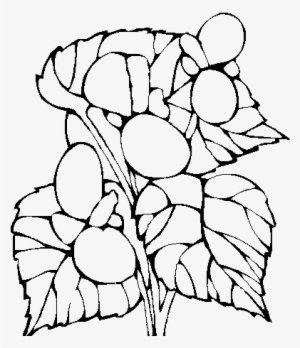 Planta De Begonia Para Colorear