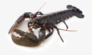 <h2>bogavante</h2> - Crayfish And Lobster Difference