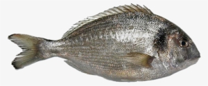 El Mejor Pescado De Calidad - Sparus Aurata