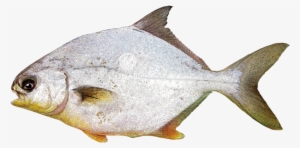 Trachinotuscarolinus - Gulf Flounder