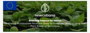 Biofaction Will Contribute To The Project By Taking - Tobacco