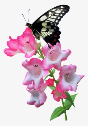 Butterfly, Flower, Summer, Plant, Insect - Mariposa Con Flor Png