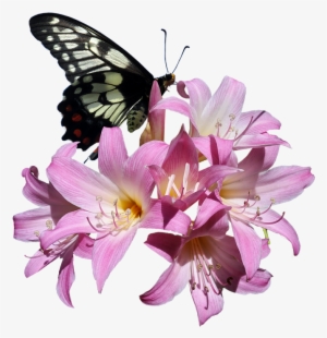Butterfly, Belladonna, Lily, Flower, Insect - Transparent Real Butterfly On Flower Png