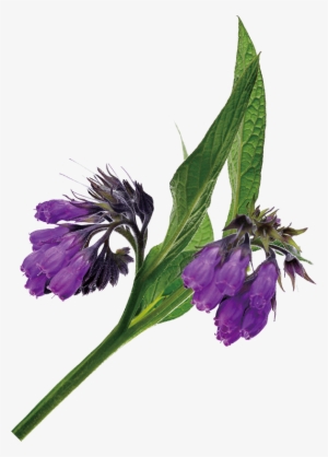 Originating In Old World Europe, Comfrey Has Been Cultivated - Balloon Flower