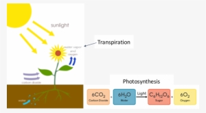 Schematic Of Photosynthesis And Transpiration - Transfer Of Carbon In Photosynthesis