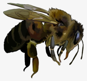 Apis Mellifera - Abeja Africana Negra