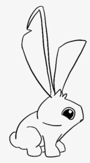 Bunnyy - Domestic Rabbit