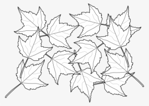 How To Set Use Maple Leaves Svg Vector