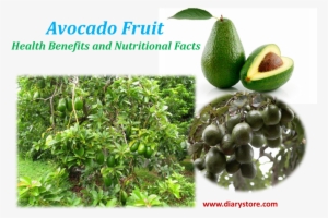 Avocado Fruits Health And Nutritional Benefits