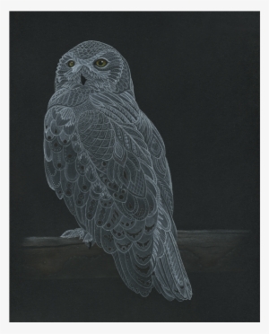 A Snowy Owl In Colored Pencil, Pastel, And Gouache, - Watercolor Painting