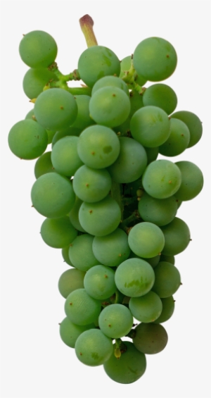 Green Grape - Grape