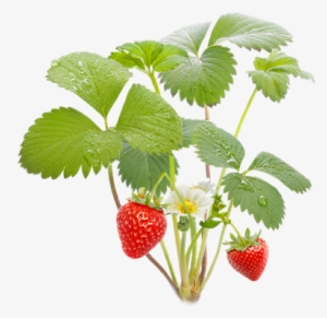 Вот И Все Собирайте Спелые Ягоды - Strawberry Plant Png