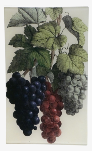 Grape Cluster Grape Cluster - Grape