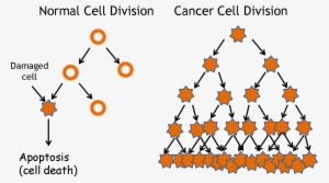 Enter Image Description Here - Cancer Cells Vs Normal Cells