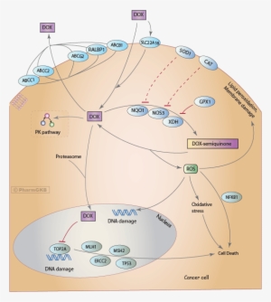 Doxorubicin Pathway , Pharmacodynamics Diagram - Doxorubicin Action