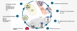 Cancer Immunity Cycle Therapy Targets - Cancer Vaccine Immune Cycle